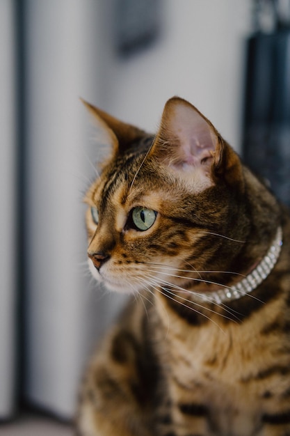 Vue rapprochée du chat qui détourne le regard