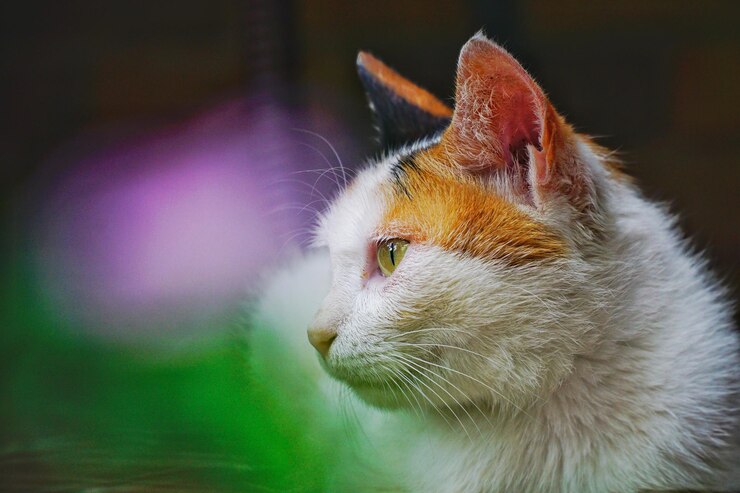 Photo vue rapprochée du chat qui détourne le regard