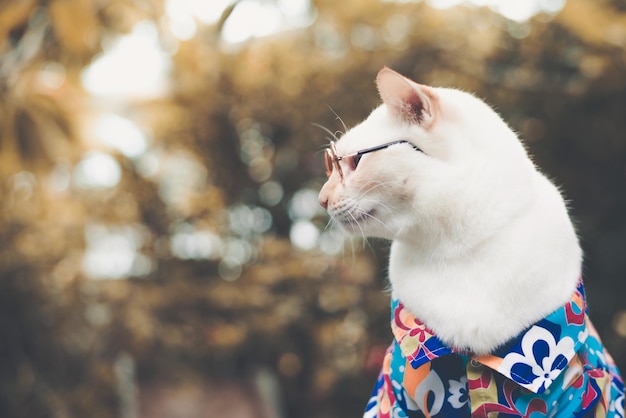 Vue rapprochée du chat qui détourne le regard
