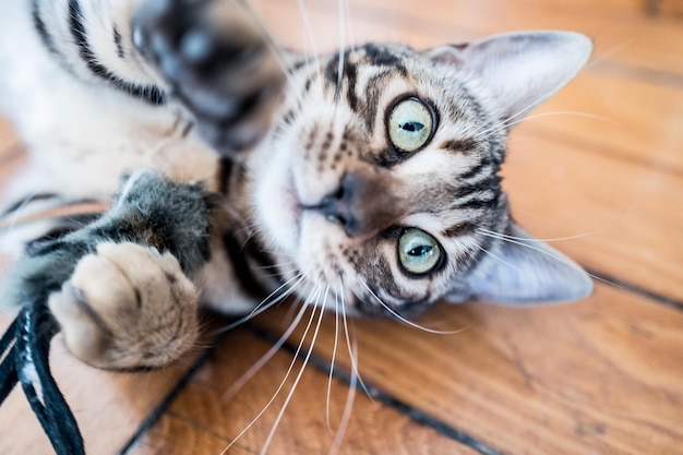 Vue rapprochée du chat tabby