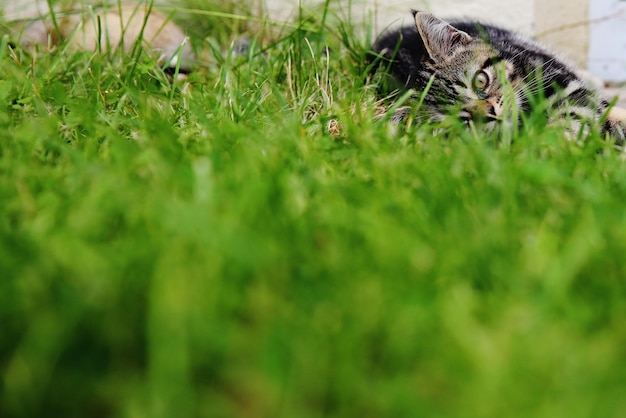 Photo vue rapprochée du chat sur le terrain