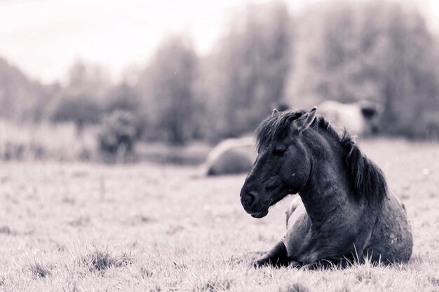 Photo vue rapprochée du cheval assis sur le terrain