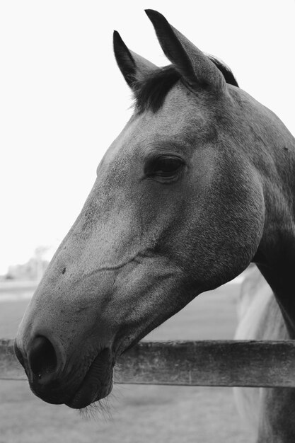 Photo vue rapprochée du cheval sur un ciel dégagé