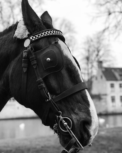 Vue rapprochée du cheval contre le ciel