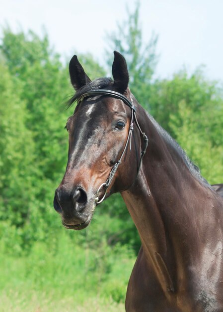 Photo vue rapprochée du cheval contre le ciel