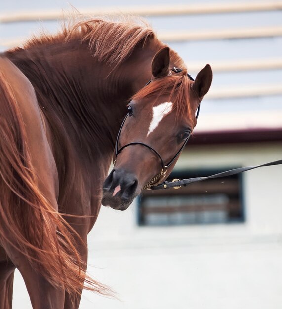 Photo vue rapprochée du cheval contre le ciel