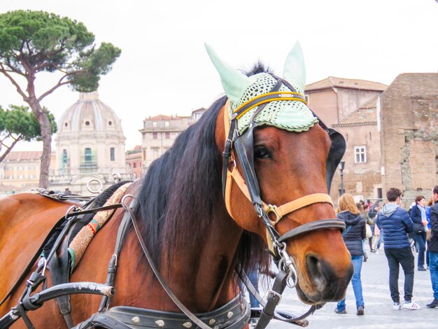 Photo vue rapprochée du cheval contre le ciel