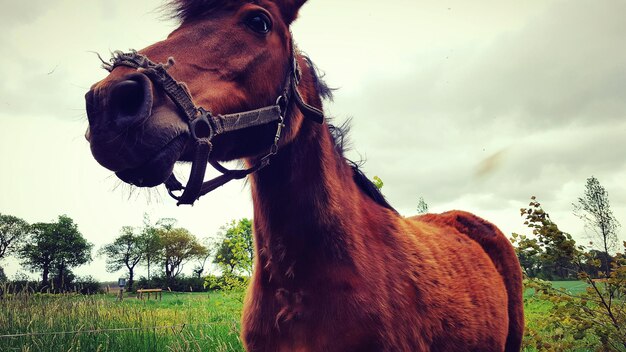 Photo vue rapprochée du cheval debout sur le terrain