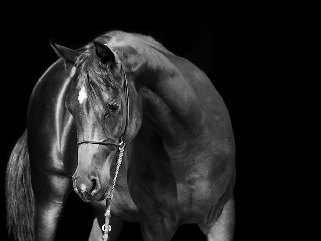 Photo vue rapprochée du cheval sur fond noir