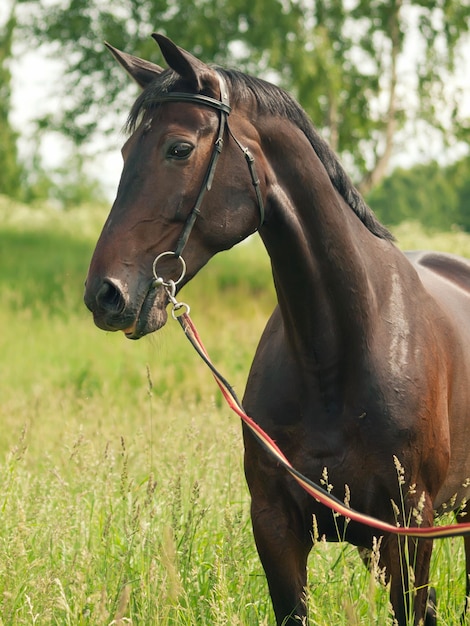 Vue rapprochée du cheval sur le terrain