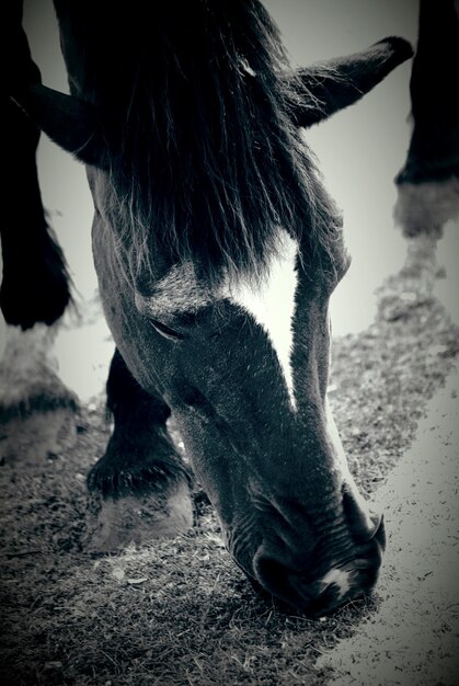 Photo vue rapprochée du cheval sur le terrain