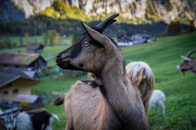 Vue rapprochée du cheval sur le terrain