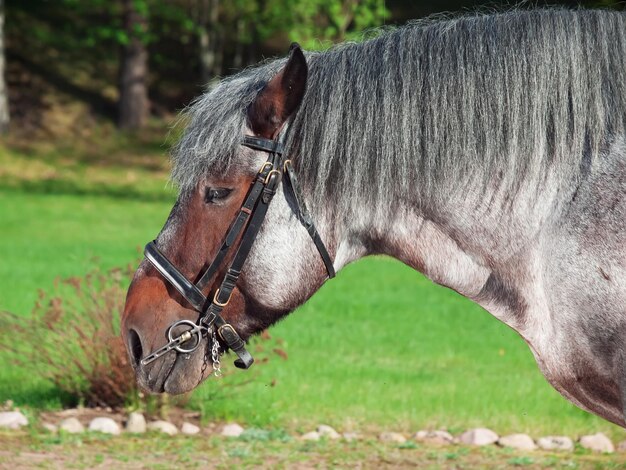 Photo vue rapprochée du cheval sur le terrain