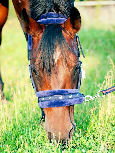 Photo vue rapprochée du cheval sur le terrain