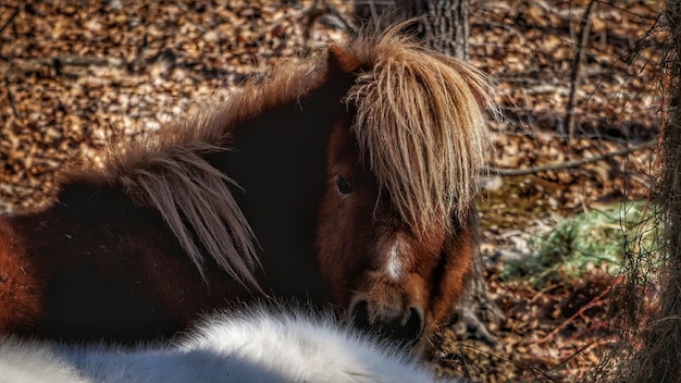 Photo vue rapprochée du cheval