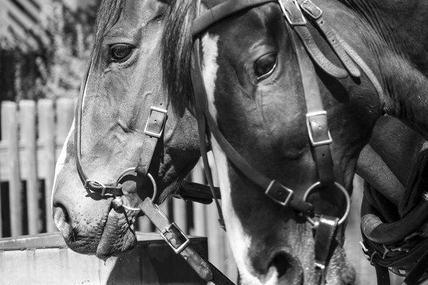 Photo vue rapprochée du cheval