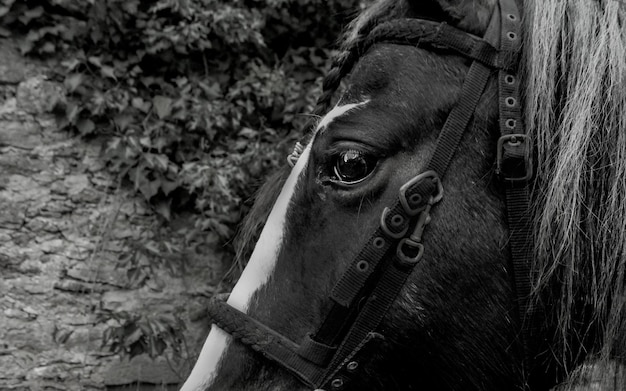 Photo vue rapprochée du cheval