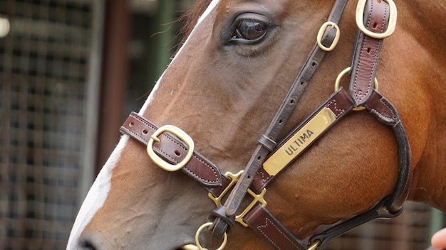 Vue rapprochée du cheval