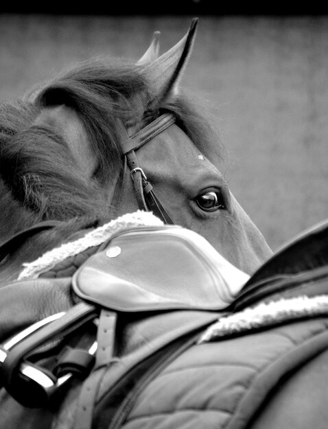 Photo vue rapprochée du cheval