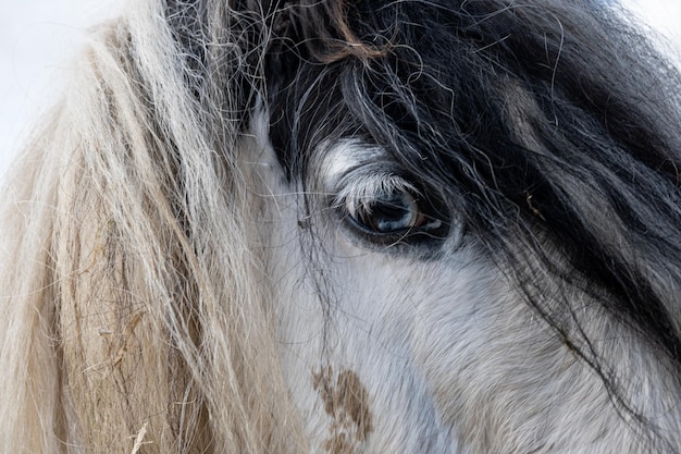 Vue rapprochée du cheval