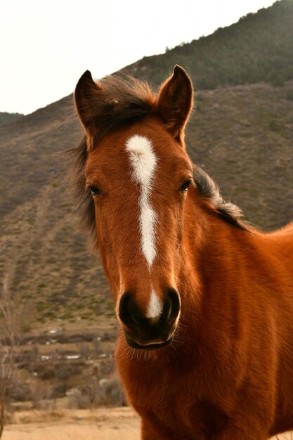 Vue rapprochée du cheval