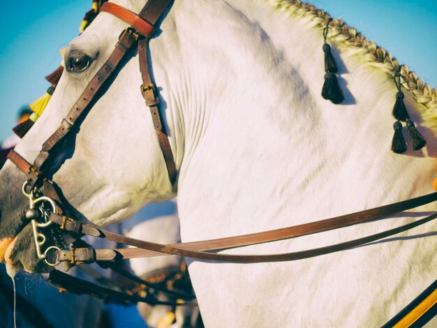 Photo vue rapprochée du cheval