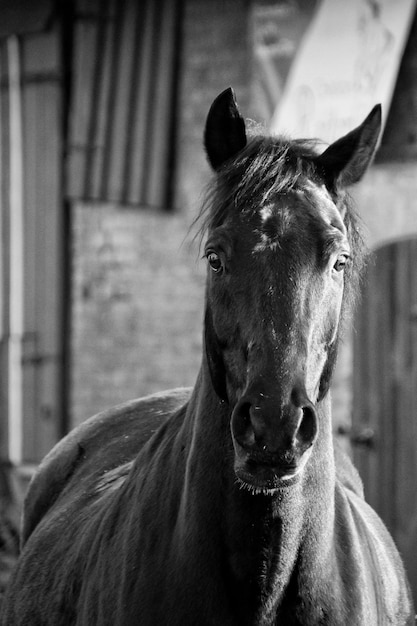 Vue rapprochée du cheval