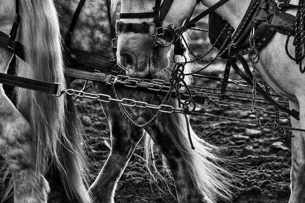 Vue rapprochée du cheval