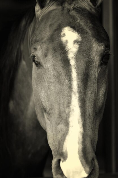 Photo vue rapprochée du cheval