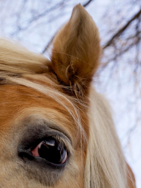 Vue rapprochée du cheval