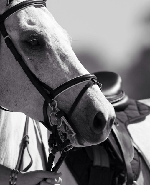 Vue rapprochée du cheval