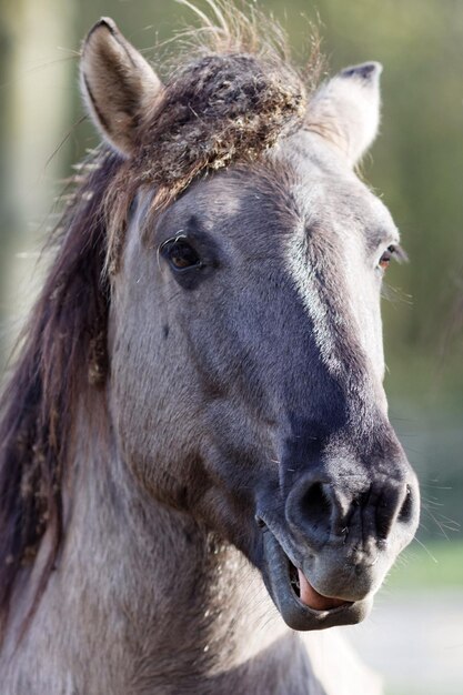 Photo vue rapprochée du cheval