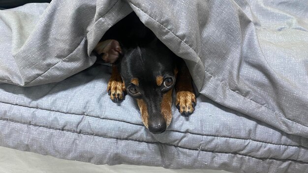 Photo vue rapprochée du chien allongé sur le lit