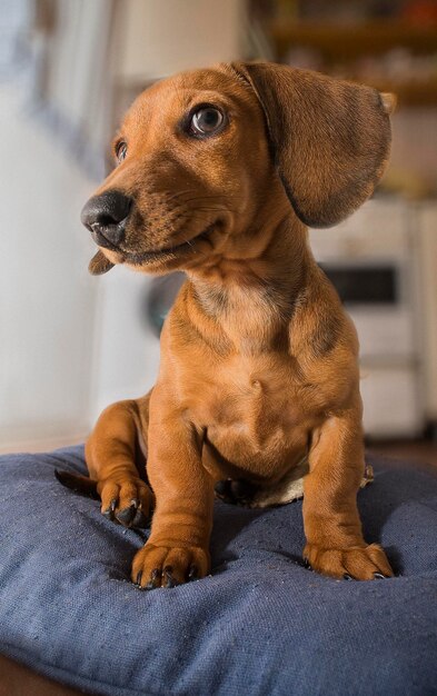 Photo vue rapprochée du chien assis à la maison