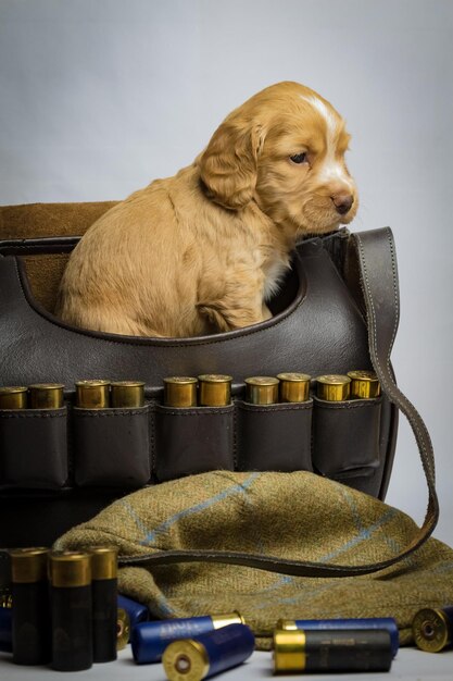 Photo vue rapprochée du chien assis