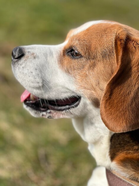 Photo vue rapprochée du chien beagle