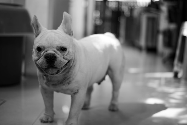 Photo vue rapprochée du chien debout à la maison