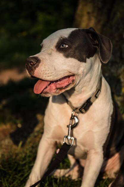 Photo vue rapprochée du chien détournant le regard