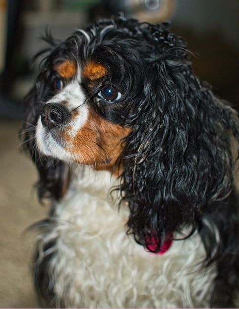 Vue rapprochée du chien détournant le regard