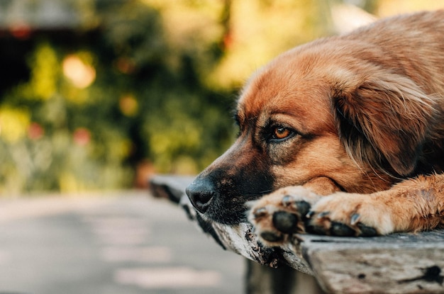 Photo vue rapprochée du chien détournant le regard