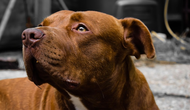 Vue rapprochée du chien détournant le regard
