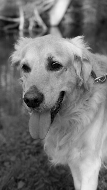 Photo vue rapprochée du chien détournant le regard