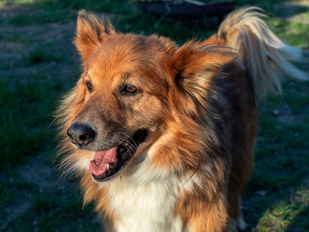 Photo vue rapprochée du chien détournant le regard