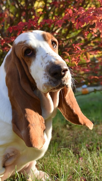 Vue rapprochée du chien détournant le regard