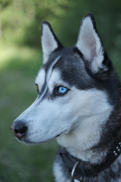 Photo vue rapprochée du chien détournant le regard