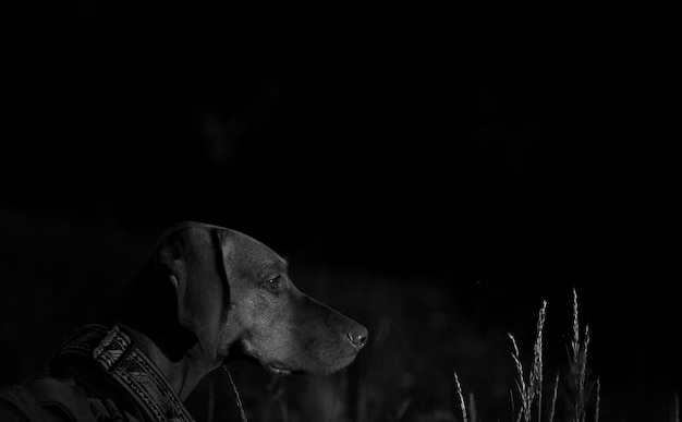 Photo vue rapprochée du chien détournant le regard