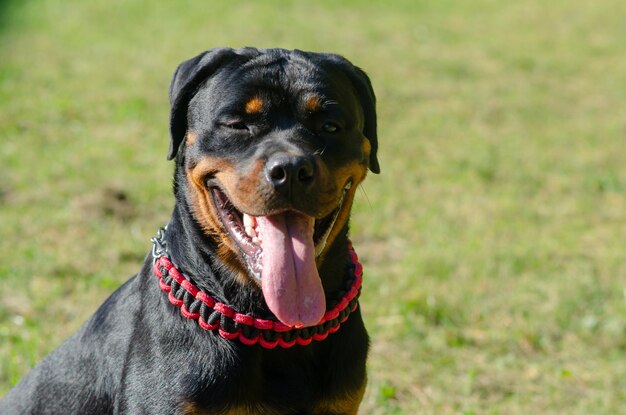 Photo vue rapprochée du chien détournant le regard