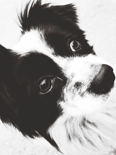 Photo vue rapprochée du chien détournant le regard