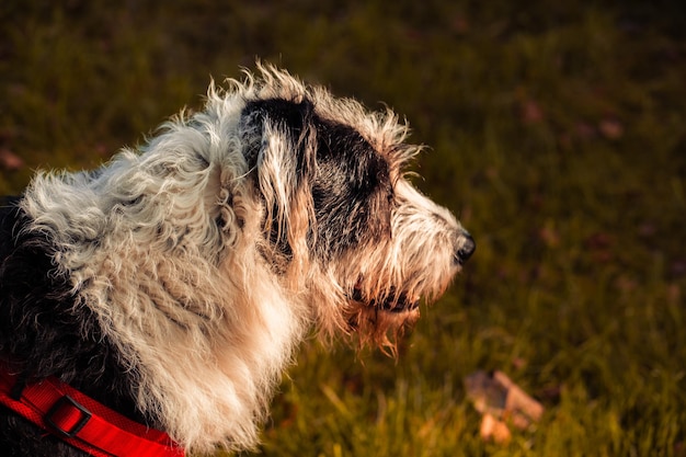 Photo vue rapprochée du chien détournant le regard