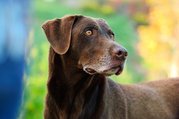 Vue rapprochée du chien détournant le regard
